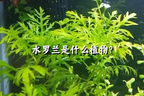 水罗兰是什么植物？