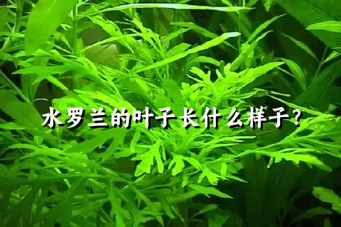 水罗兰的叶子长什么样子？