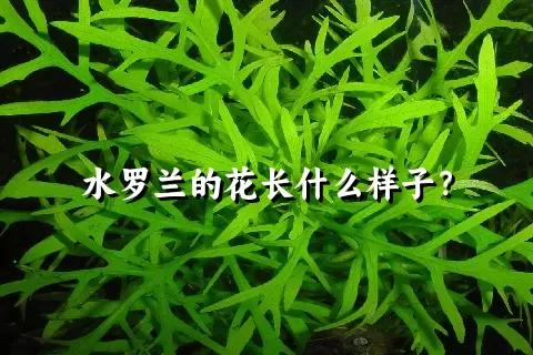 水罗兰的花长什么样子？