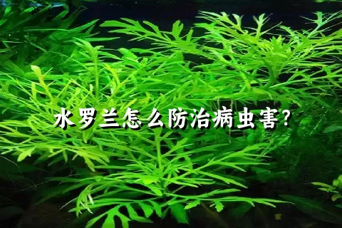 水罗兰怎么防治病虫害？