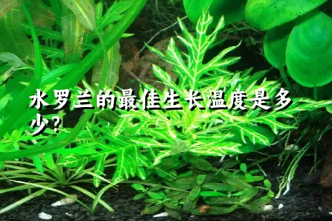 水罗兰的最佳生长温度是多少？