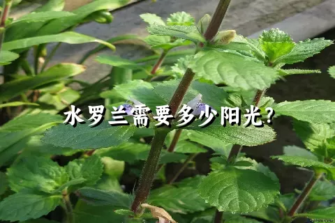 水罗兰需要多少阳光？