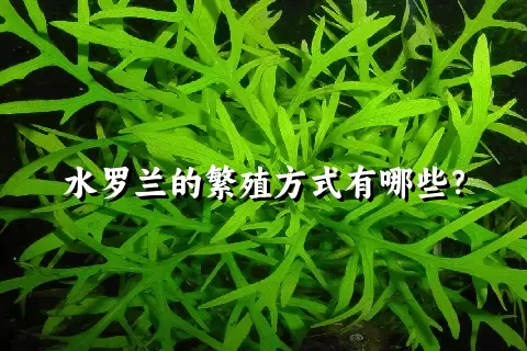 水罗兰的繁殖方式有哪些？