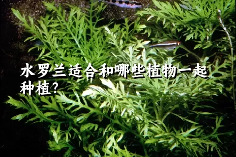 水罗兰适合和哪些植物一起种植？