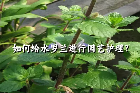 如何给水罗兰进行园艺护理？