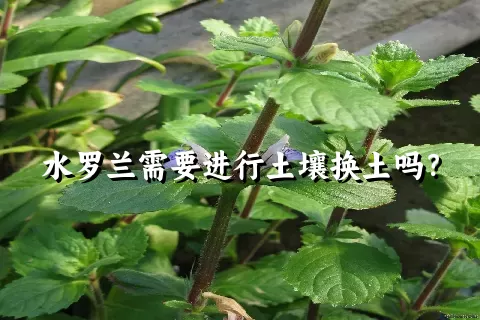 水罗兰需要进行土壤换土吗？