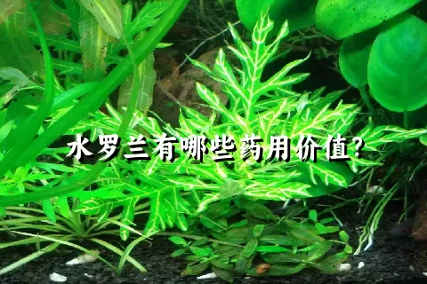 水罗兰有哪些药用价值？