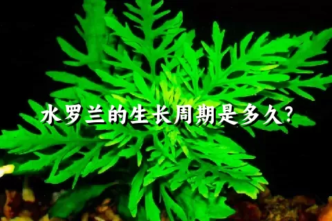 水罗兰的生长周期是多久？