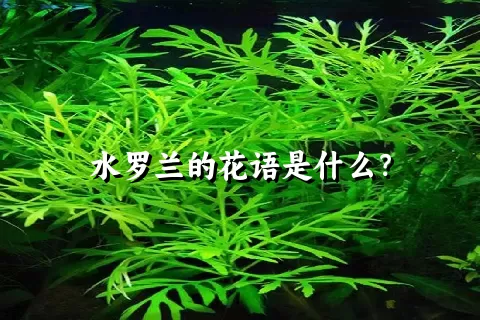 水罗兰的花语是什么？