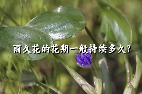 雨久花的花期一般持续多久？