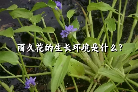 雨久花的生长环境是什么？