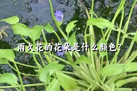 雨久花的花朵是什么颜色？