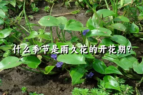 什么季节是雨久花的开花期？