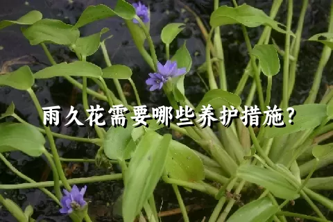 雨久花需要哪些养护措施？