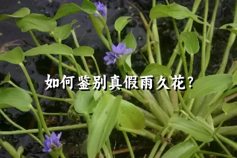 如何鉴别真假雨久花？