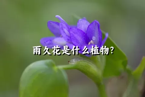 雨久花是什么植物？