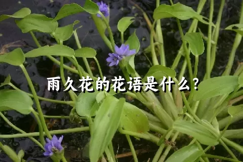 雨久花的花语是什么？