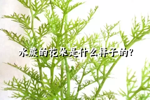 水蕨的花朵是什么样子的？