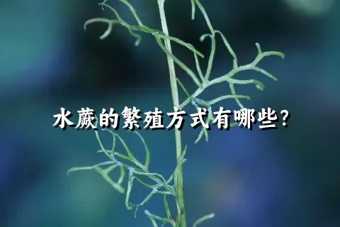 水蕨的繁殖方式有哪些？