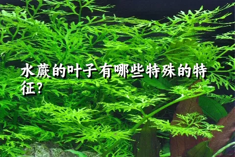 水蕨的叶子有哪些特殊的特征？