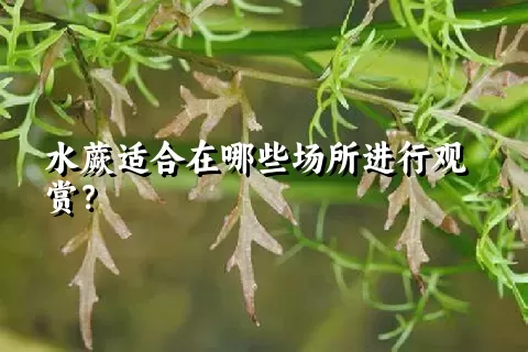 水蕨适合在哪些场所进行观赏？