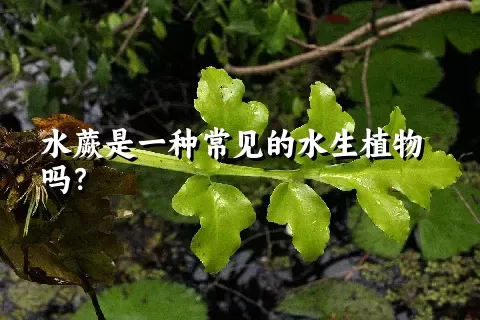 水蕨是一种常见的水生植物吗？