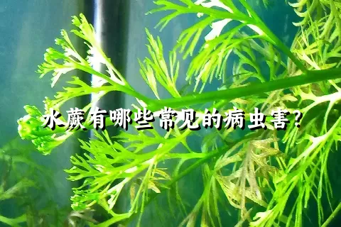 水蕨有哪些常见的病虫害？