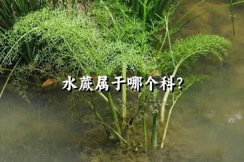 水蕨属于哪个科？