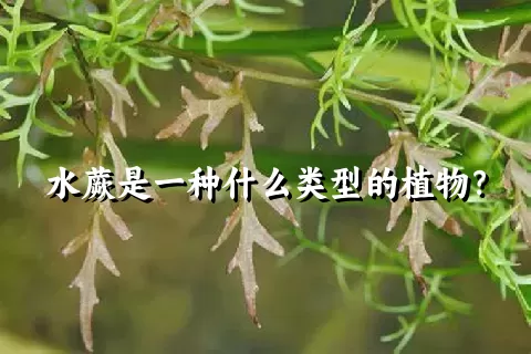 水蕨是一种什么类型的植物？