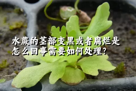 水蕨的茎部变黑或者腐烂是怎么回事需要如何处理？