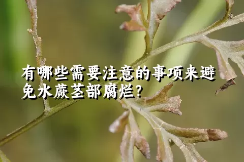 有哪些需要注意的事项来避免水蕨茎部腐烂？