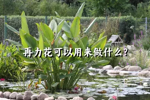 再力花可以用来做什么？