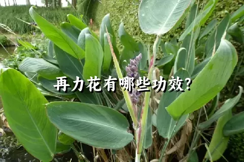 再力花有哪些功效？