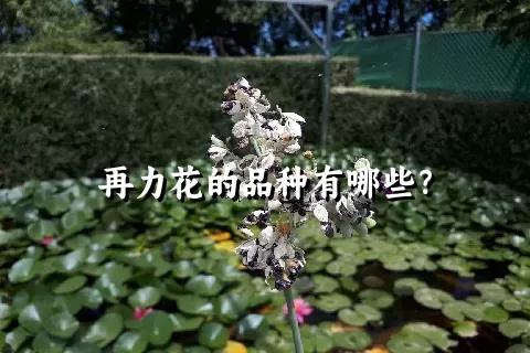 再力花的品种有哪些？