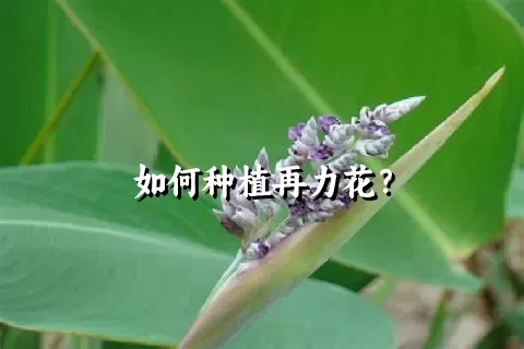 如何种植再力花？