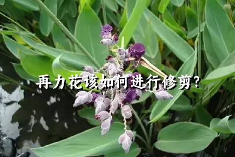 再力花该如何进行修剪？