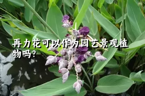 再力花可以作为园艺景观植物吗？