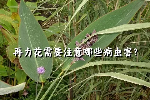 再力花需要注意哪些病虫害？