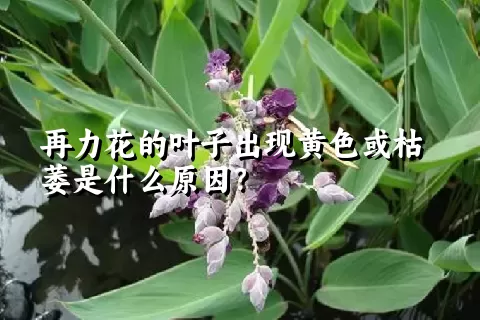 再力花的叶子出现黄色或枯萎是什么原因？