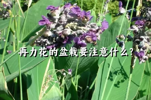 再力花的盆栽要注意什么？