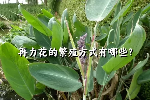 再力花的繁殖方式有哪些？