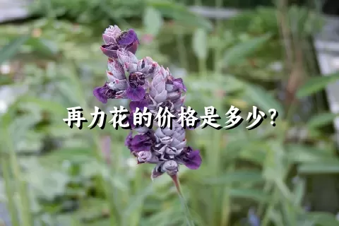 再力花的价格是多少？