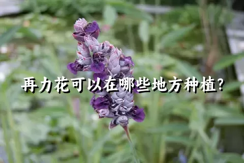 再力花可以在哪些地方种植？