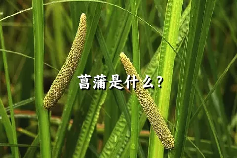 菖蒲是什么？