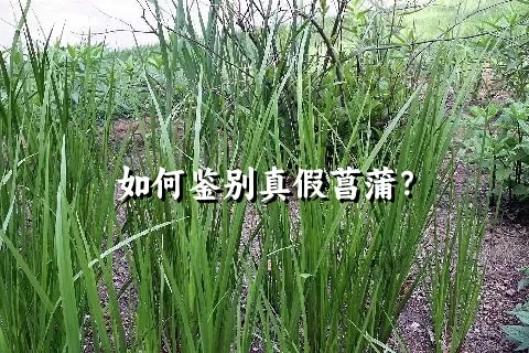 如何鉴别真假菖蒲？