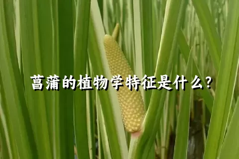 菖蒲的植物学特征是什么？