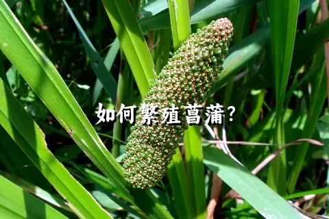 如何繁殖菖蒲？