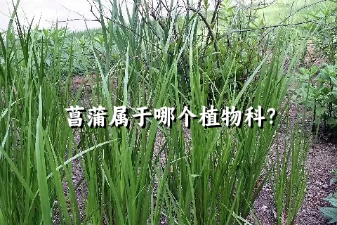 菖蒲属于哪个植物科？