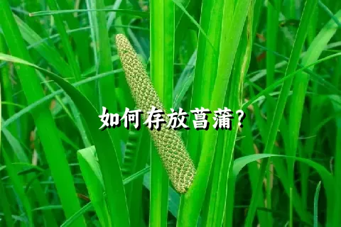 如何存放菖蒲？