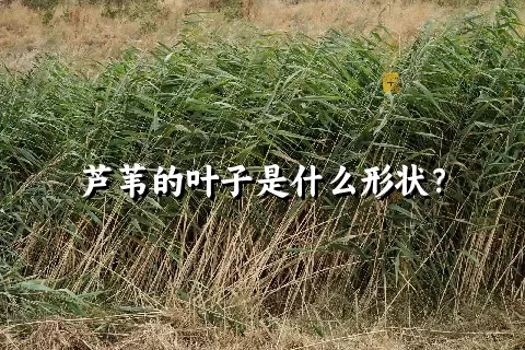 芦苇的叶子是什么形状？